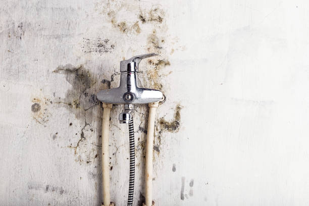 Best Commercial Mold Removal  in Fellsmere, FL