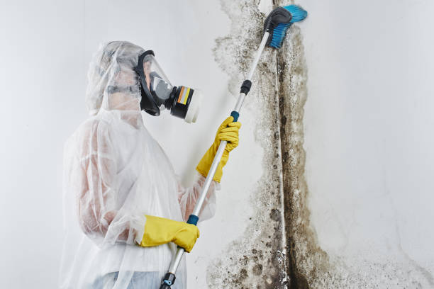 Certified Mold Removal in Fellsmere, FL