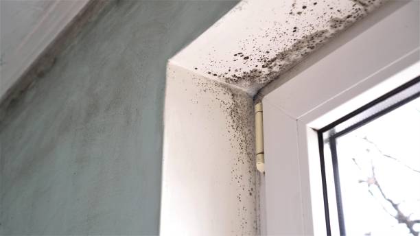 Best Residential Mold Removal  in Fellsmere, FL