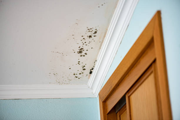 Best Attic Mold Removal  in Fellsmere, FL