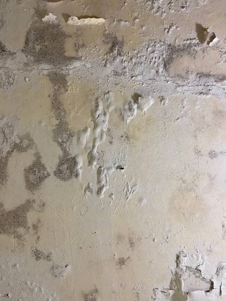 Best Mold Remediation Experts  in Fellsmere, FL