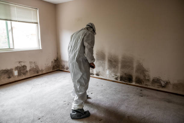 Best Black Mold Removal  in Fellsmere, FL