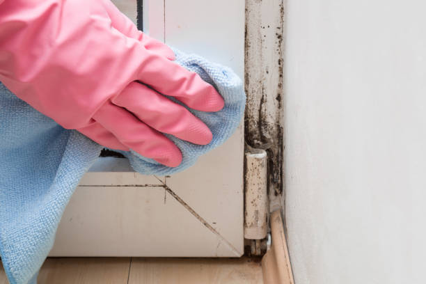 Best Mold Cleaning Services  in Fellsmere, FL