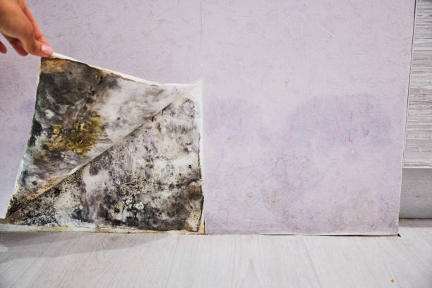 Best Toxic Mold Removal  in Fellsmere, FL